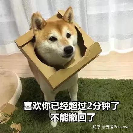 娱乐吃瓜君傻狗日常,傻狗日常的欢乐盛宴  第2张